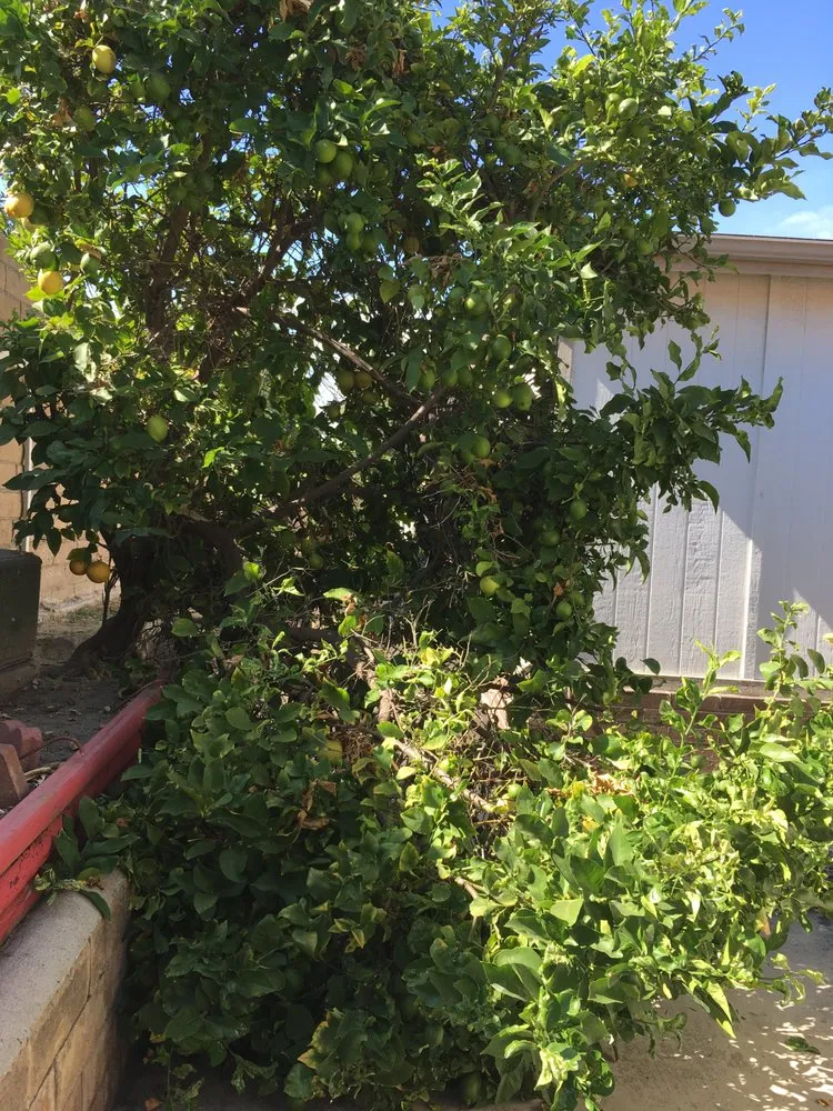 Trusted garden landscaping for beautiful yards across Stanton, CA - Perez Lawn Care