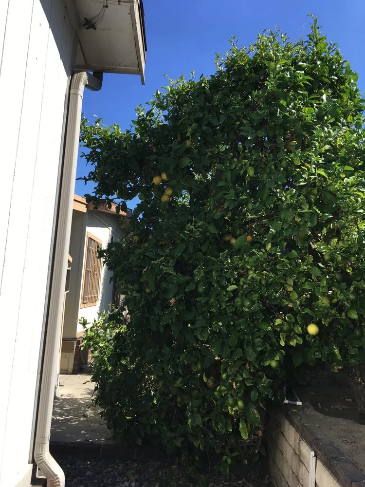 Trusted lawn care service in Stanton, CA by Perez Lawn Care