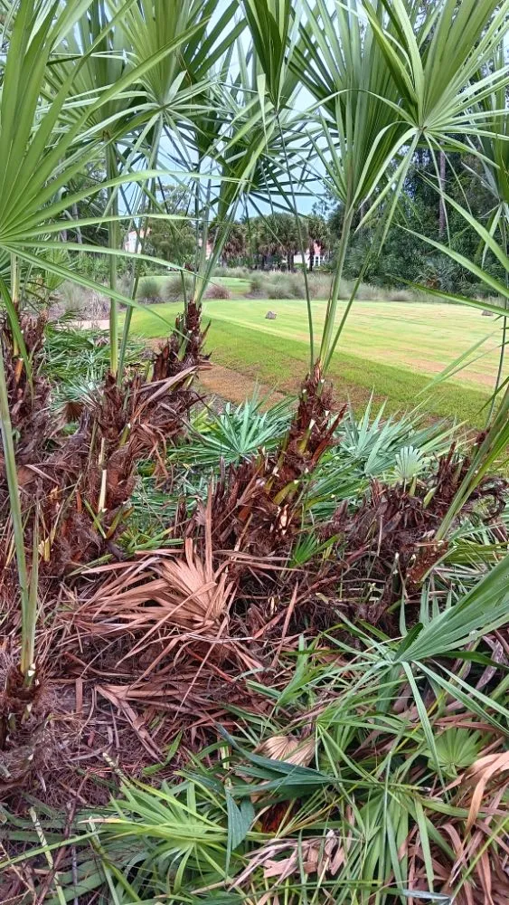 Custom outdoor landscaping in Immokalee, FL - Perez Lawn Service