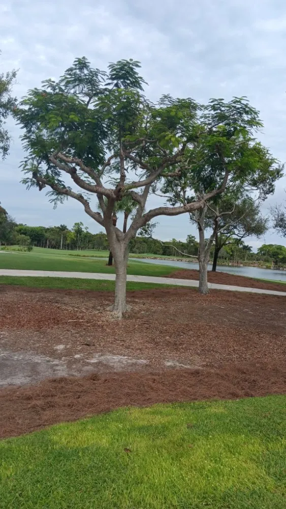 Top-rated lawn mowing service for year-round maintenance in Immokalee, FL by Perez Lawn Service