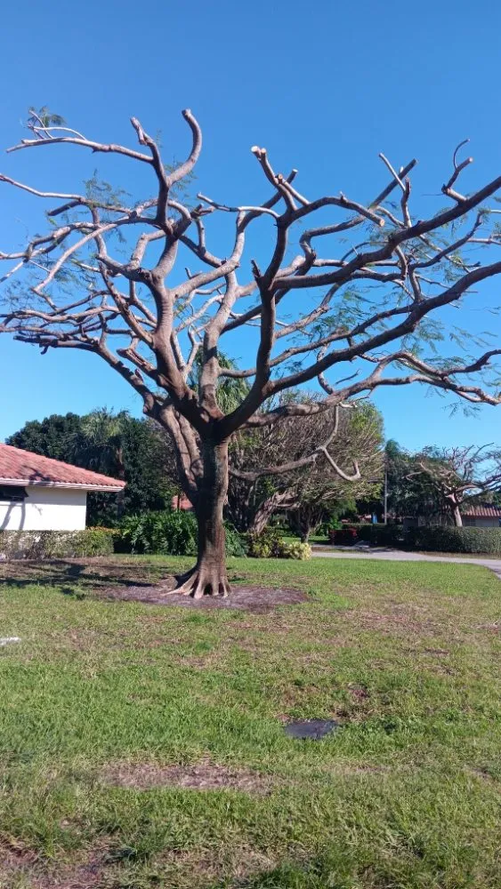 Reliable residential landscaping for homes across Immokalee, FL - Perez Lawn Service