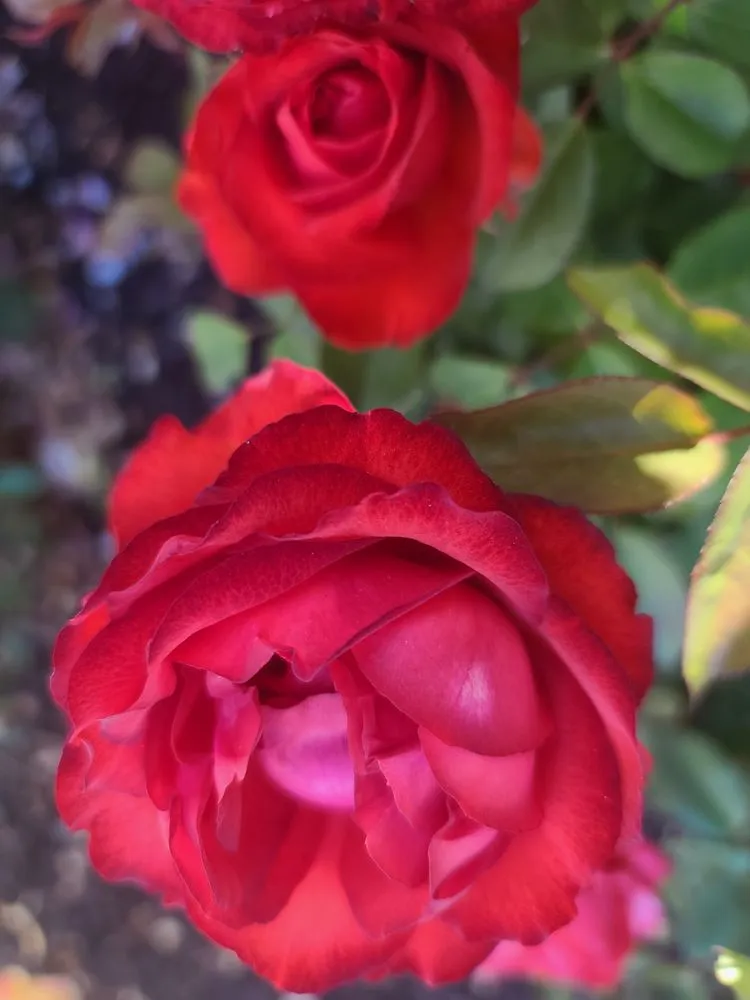 Professional yard maintenance in Brentwood, CA by Perez Nursery & Landscaping