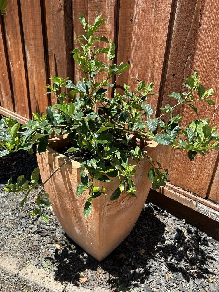 Expert residential landscaping in Brentwood, CA by Perez Nursery & Landscaping