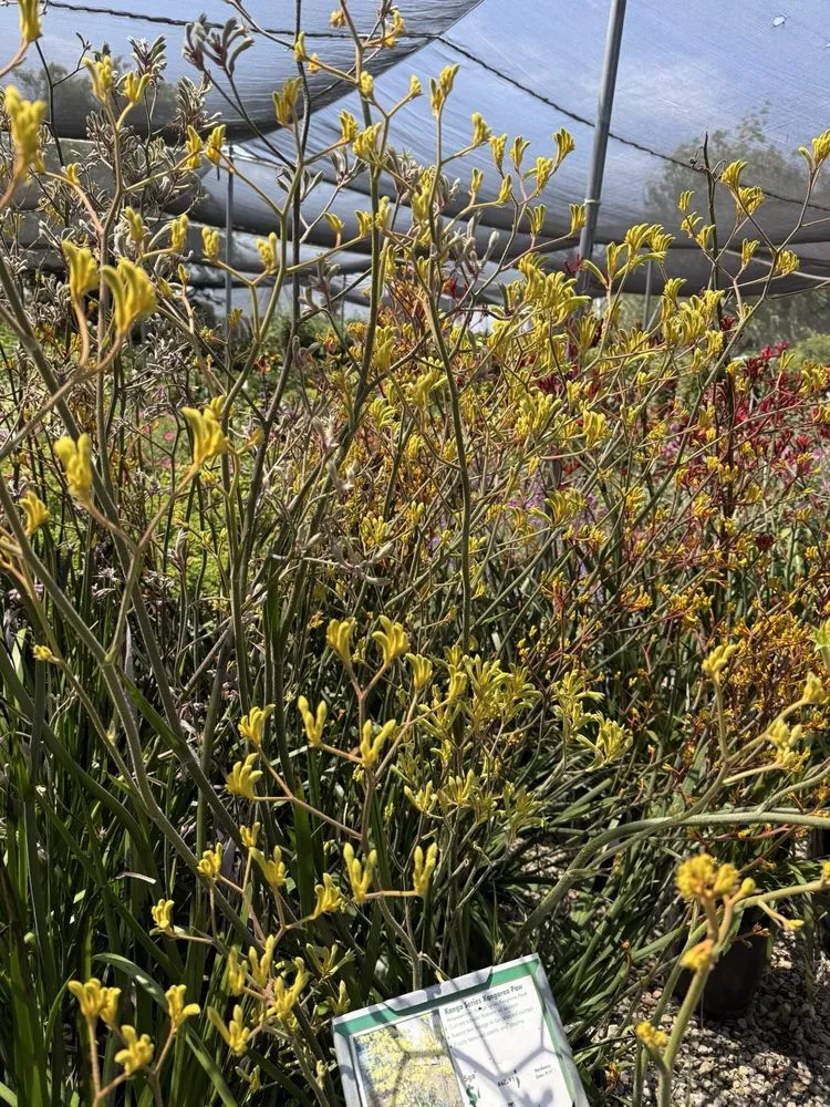 Local landscape installation in Brentwood, CA - Perez Nursery & Landscaping