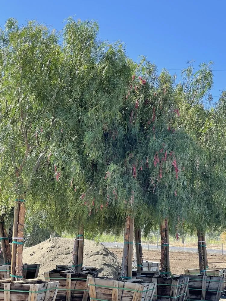 Affordable garden landscaping for year-round maintenance in Brentwood, CA by Perez Nursery & Landscaping