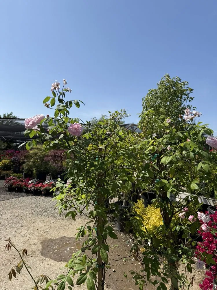 Custom outdoor landscaping in Brentwood, CA by Perez Nursery & Landscaping