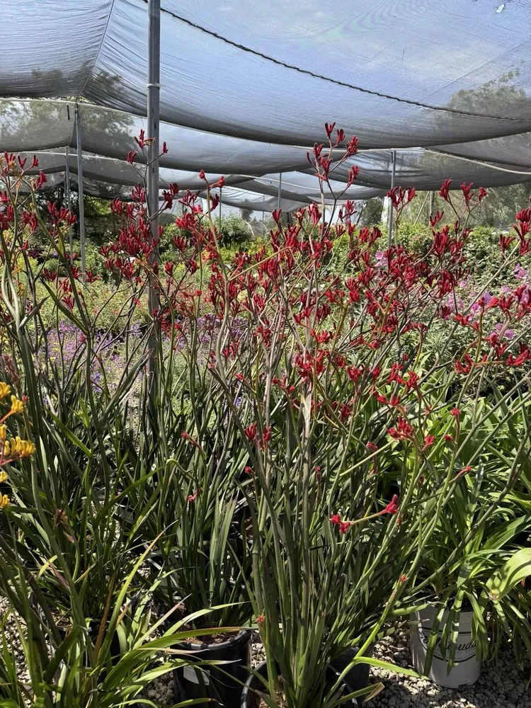 Trusted yard cleanup service experts serving Brentwood, CA - Perez Nursery & Landscaping