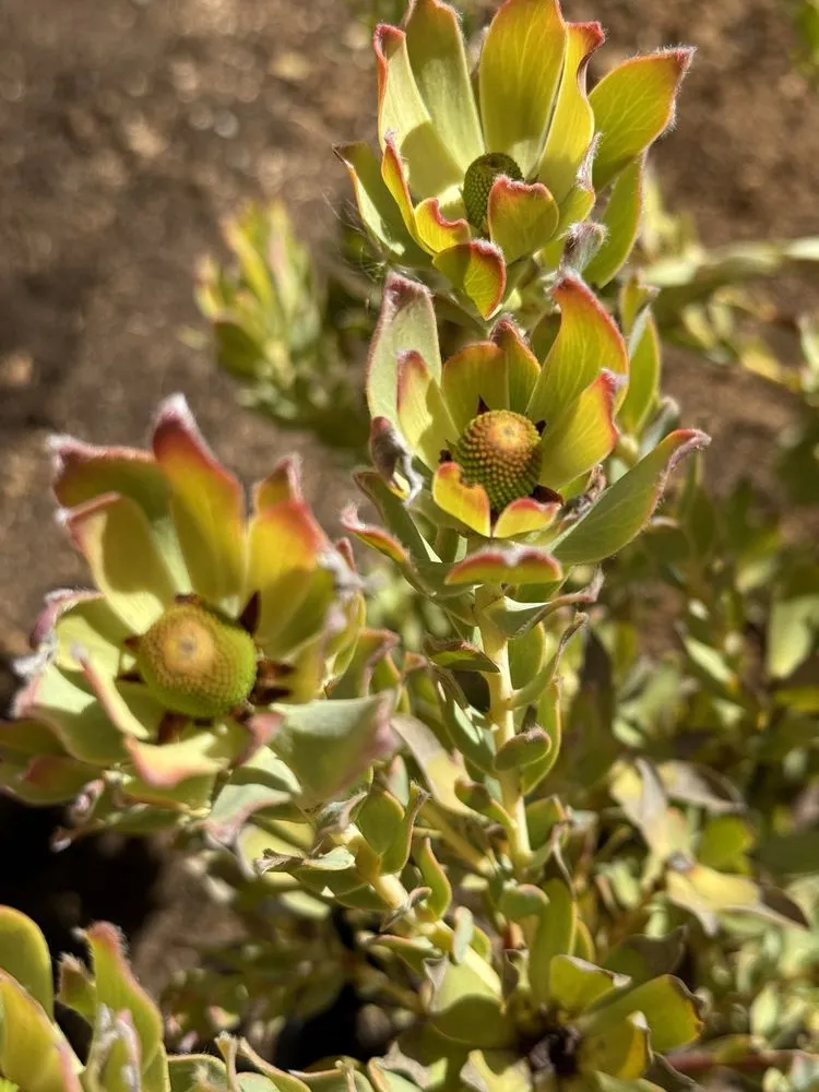 Reliable garden landscaping for outdoor upgrades across Brentwood, CA - Perez Nursery & Landscaping