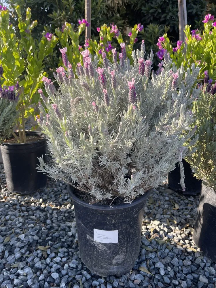 Reliable outdoor landscaping with custom design in Brentwood, CA by Perez Nursery & Landscaping