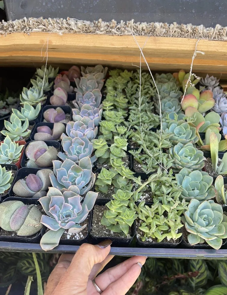 Expert lawn care service with custom design across Brentwood, CA - Perez Nursery & Landscaping