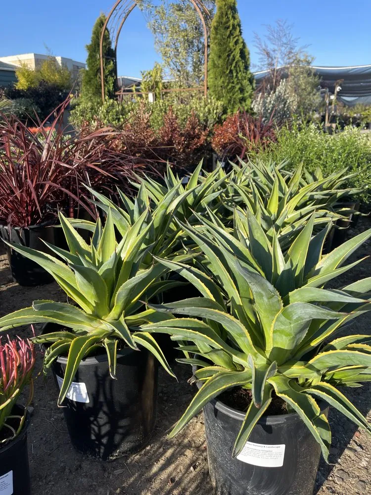 Local landscaping services in Brentwood, CA by Perez Nursery & Landscaping