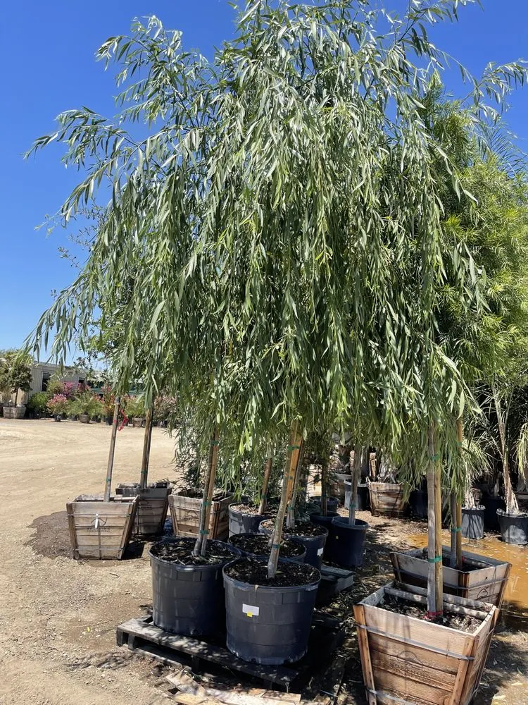 Reliable outdoor landscaping in Brentwood, CA - Perez Nursery & Landscaping