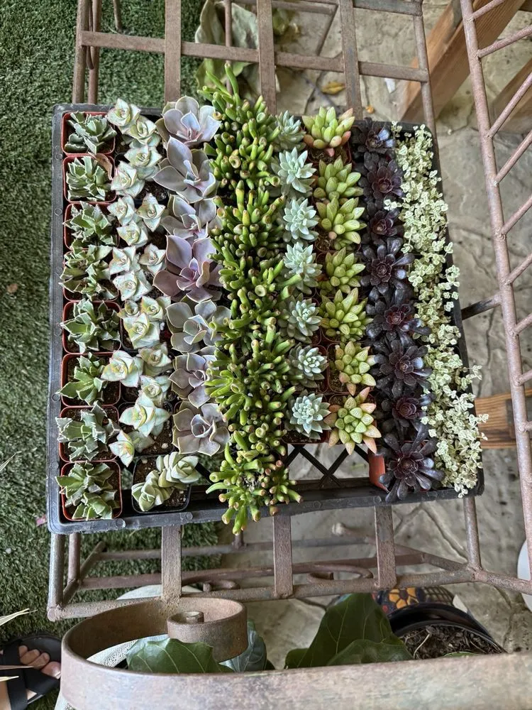 Affordable yard maintenance near you across Brentwood, CA - Perez Nursery & Landscaping