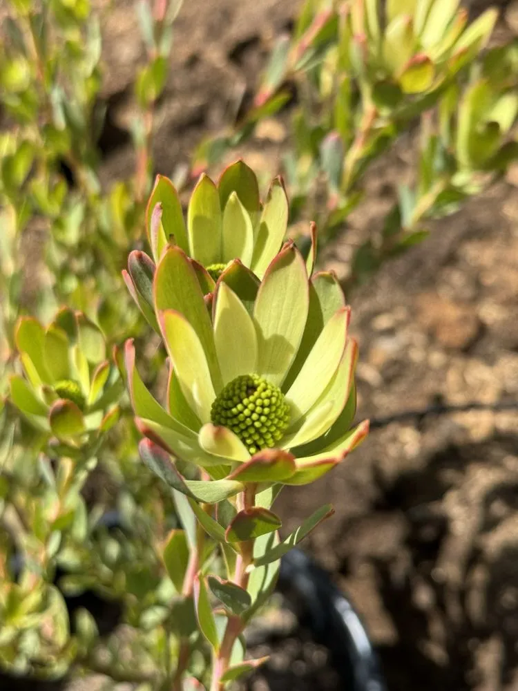 Top-rated outdoor landscaping in Brentwood, CA - Perez Nursery & Landscaping