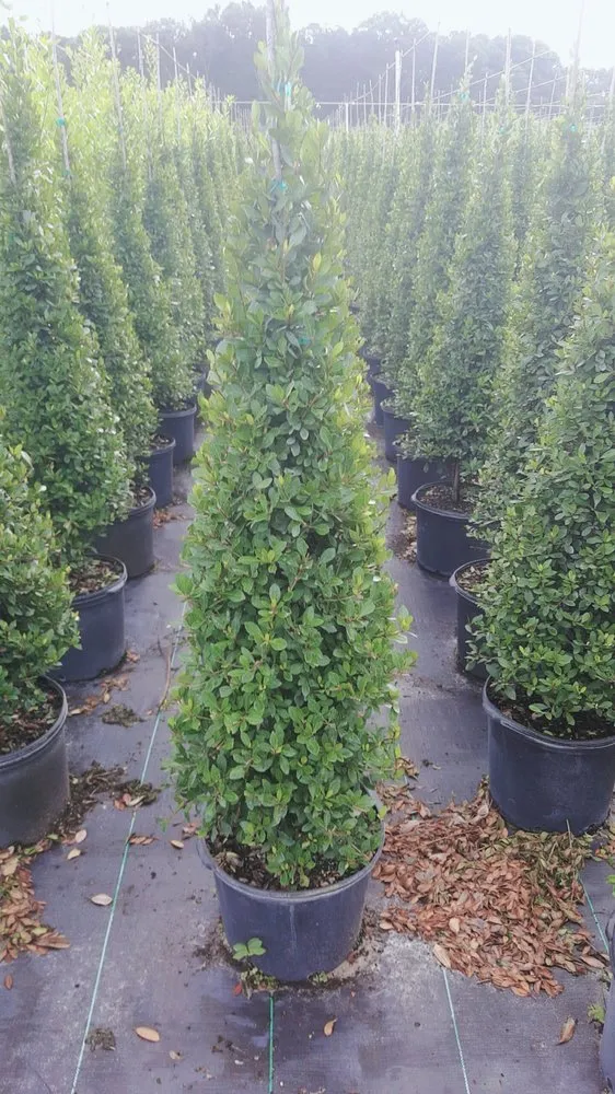 Top-rated yard cleanup service in Pierson, FL by Perez Nursery