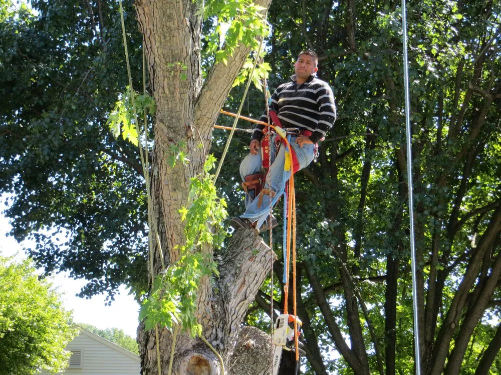 Top-rated yard maintenance for year-round maintenance in Takoma Park, MD by Perez Tree and Landscaping Service