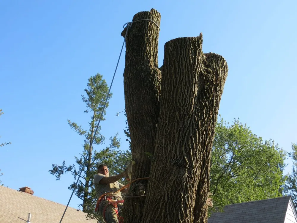 Affordable landscape design in Takoma Park, MD - Perez Tree and Landscaping Service