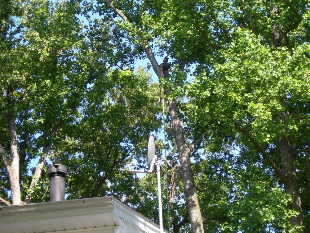 Affordable lawn care service experts serving Takoma Park, MD - Perez Tree and Landscaping Service