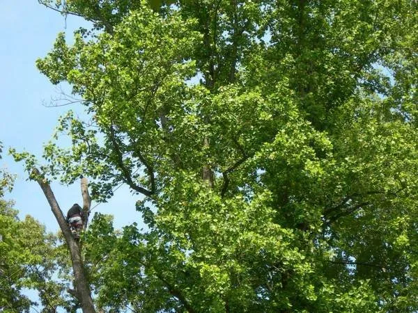 Trusted landscape installation in Takoma Park, MD by Perez Tree and Landscaping Service