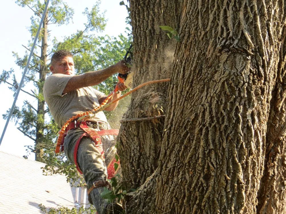Professional yard maintenance experts serving Takoma Park, MD - Perez Tree and Landscaping Service