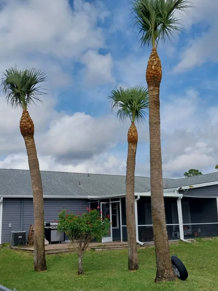 Top-rated outdoor landscaping experts serving Immokalee, FL - Perez Tree Cut