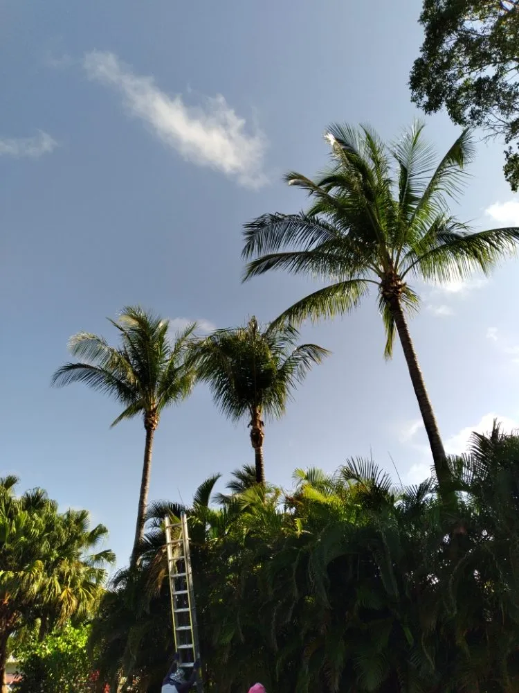 Expert outdoor landscaping for outdoor upgrades in Immokalee, FL by Perez Tree Cut