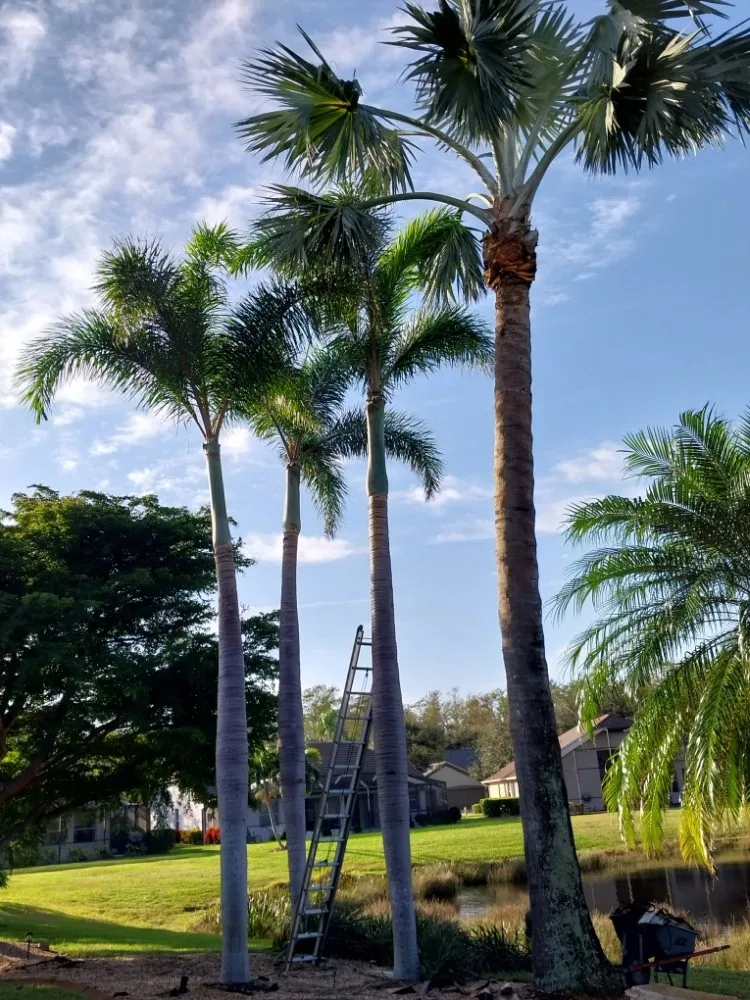 Affordable lawn mowing service in Immokalee, FL - Perez Tree Cut