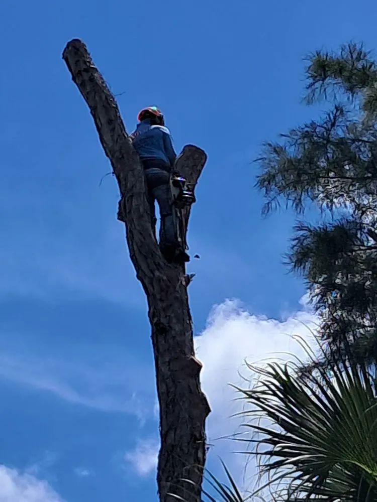Custom lawn care service in Immokalee, FL - Perez Tree Cut