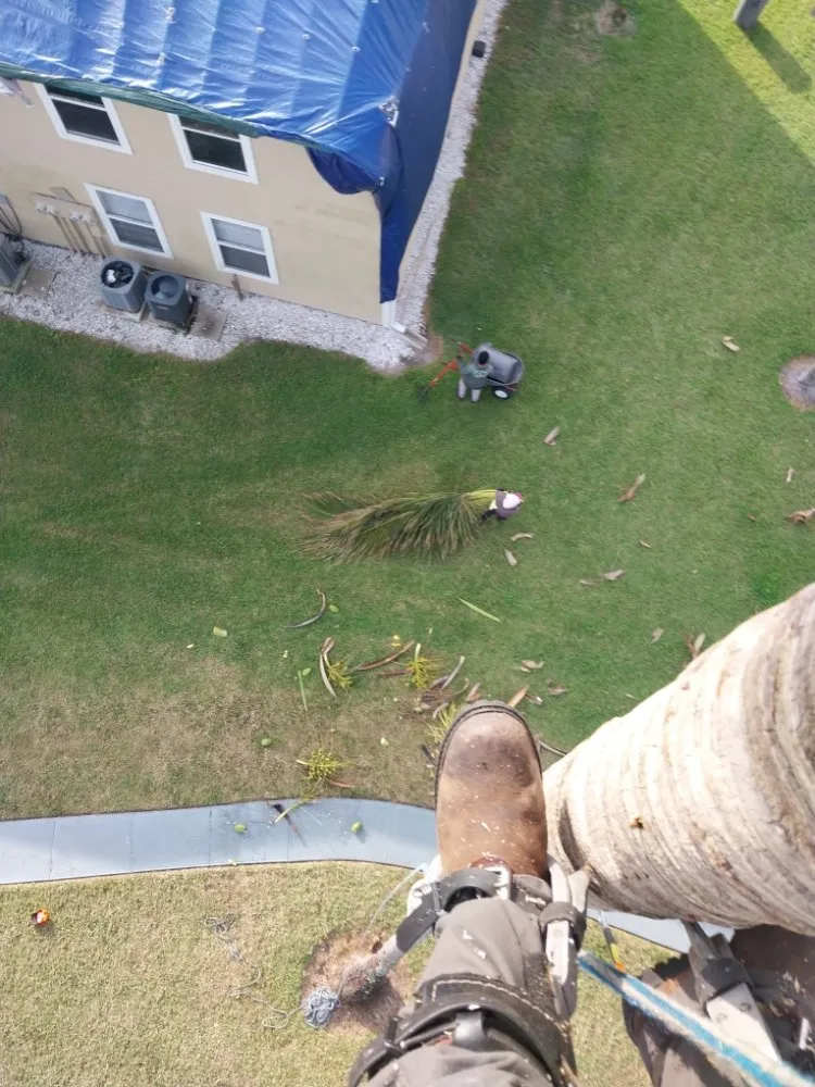 Trusted landscaping services in Immokalee, FL by Perez Tree Cut