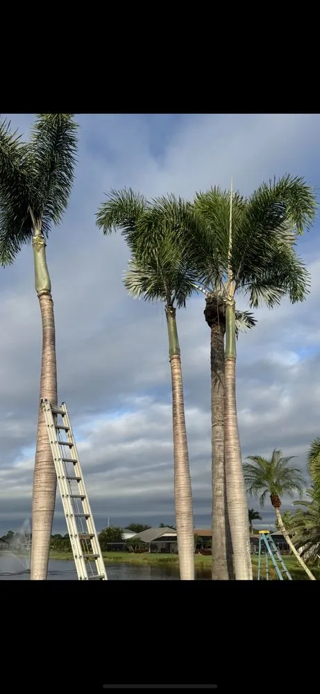 Trusted lawn care service in Immokalee, FL - Perez Tree Cut