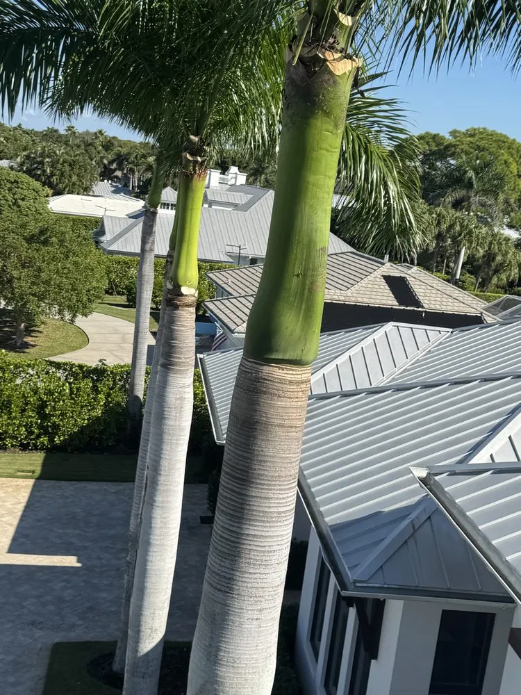 Reliable yard cleanup service near you across Immokalee, FL - Perez Tree Cut