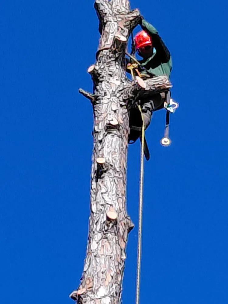 Expert landscape installation in Immokalee, FL - Perez Tree Cut