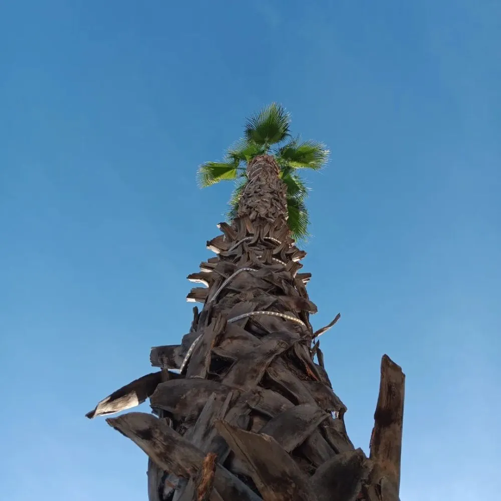 Reliable residential landscaping in Bell Gardens, CA by Perez Tree Service