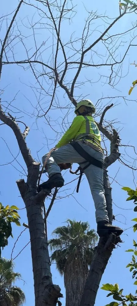 Affordable yard maintenance in Bell Gardens, CA by Perez Tree Service