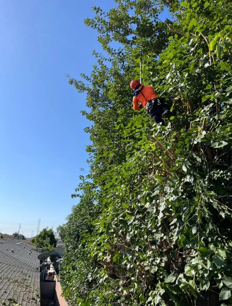 Expert landscape design in Bell Gardens, CA by Perez Tree Service