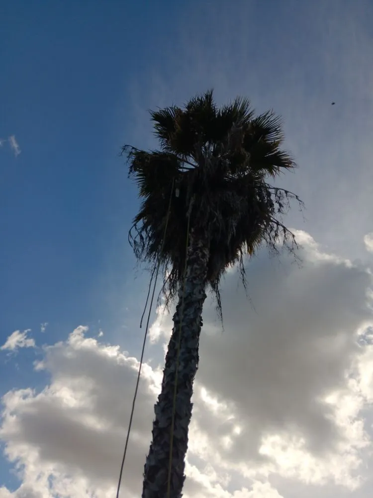 Affordable landscaping services in Bell Gardens, CA - Perez Tree Service