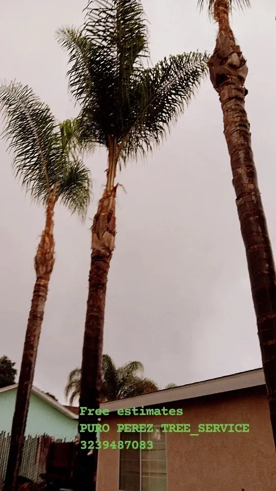 Expert yard cleanup service in Bell Gardens, CA - Perez Tree Service