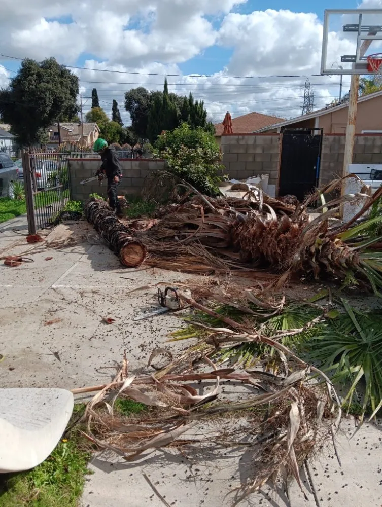 Affordable yard cleanup service in Bell Gardens, CA - Perez Tree Service