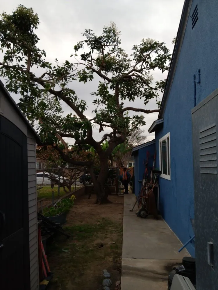 Top-rated garden landscaping in Bell Gardens, CA - Perez Tree Service