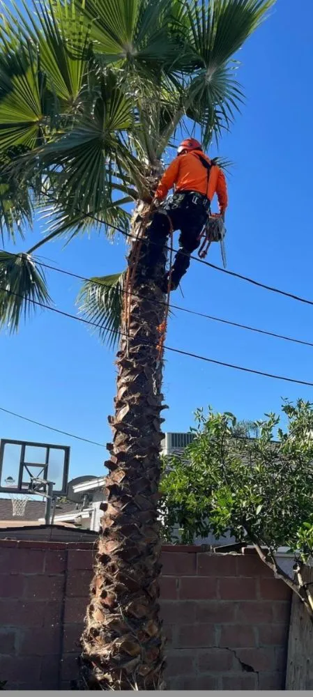 Top-rated residential landscaping in Bell Gardens, CA - Perez Tree Service