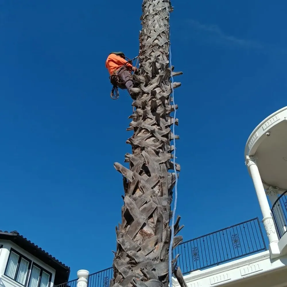 Affordable yard cleanup service in Bell Gardens, CA - Perez Tree Service