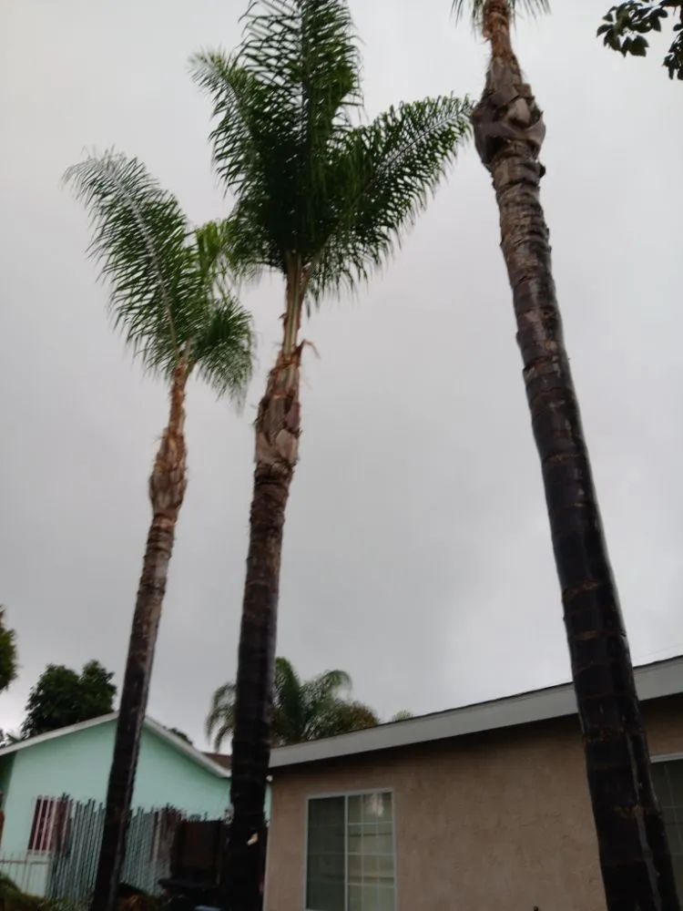 Top-rated landscape installation for outdoor upgrades across Bell Gardens, CA - Perez Tree Service