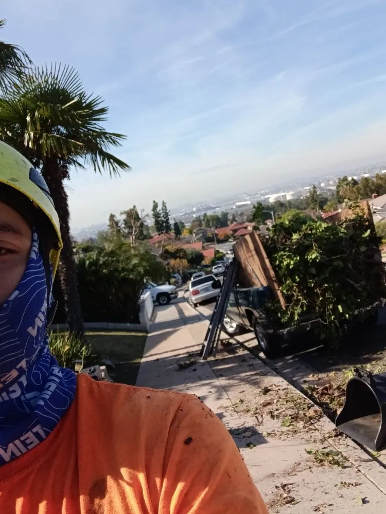 Top-rated yard maintenance in Bell Gardens, CA - Perez Tree Service