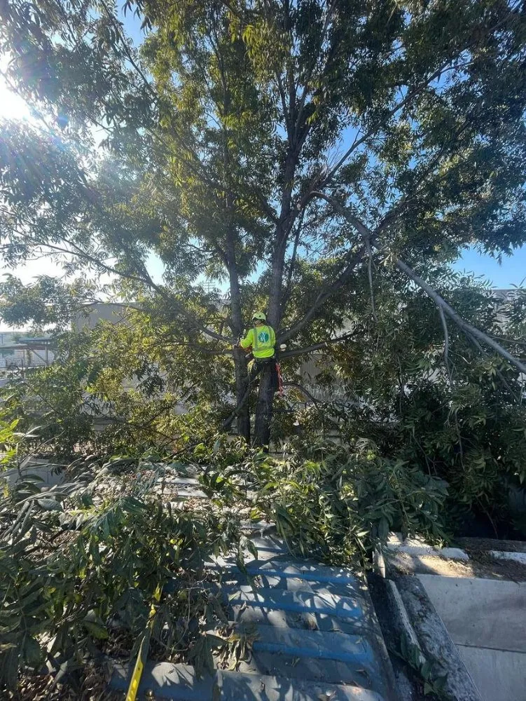 Custom yard cleanup service for year-round maintenance across Bell Gardens, CA - Perez Tree Service