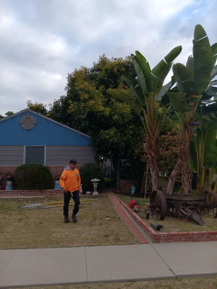 Top-rated yard cleanup service experts serving Bell Gardens, CA - Perez Tree Service