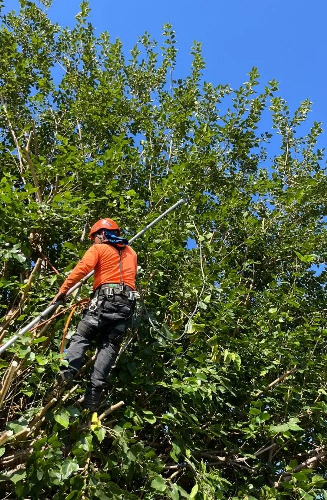 Affordable lawn mowing service in Bell Gardens, CA by Perez Tree Service