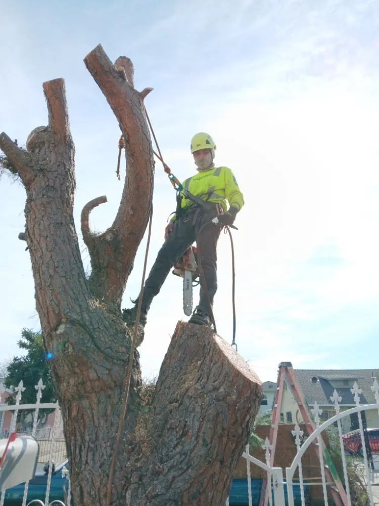 Top-rated yard maintenance for beautiful yards across Bell Gardens, CA - Perez Tree Service