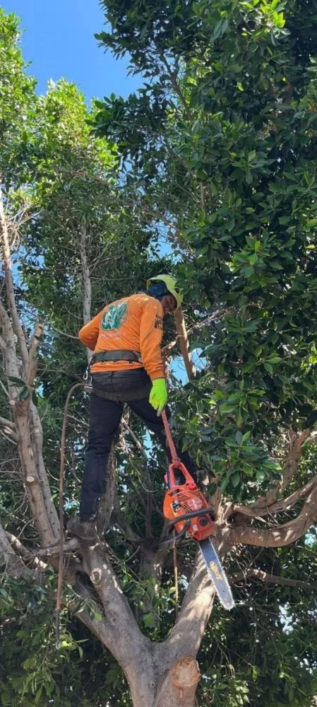 Trusted landscape installation experts serving Bell Gardens, CA - Perez Tree Service