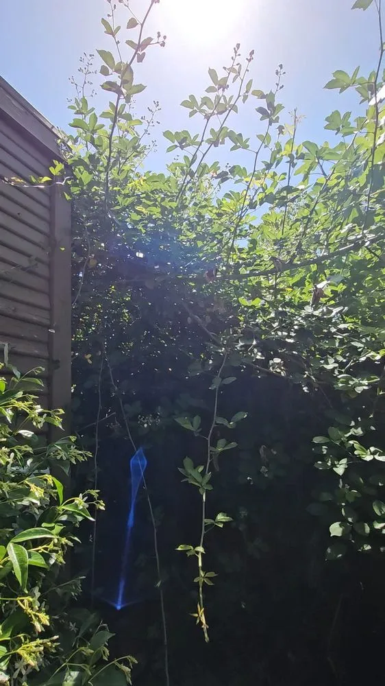 Reliable garden landscaping in Oakland, CA - Perez Tree Service