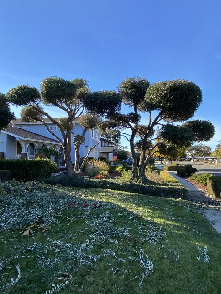 Custom yard maintenance in Oakland, CA by Perez Tree Service